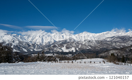 長野縣白馬村北阿爾卑斯山的藍天白雪 121040157