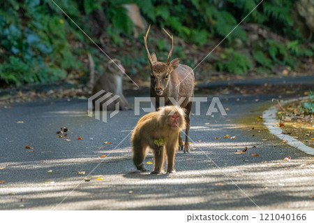 Yakushima World Heritage Site (Autumn) - Yakuza Monkeys and Yakushika Yakushima World Heritage Site (Autumn) - Yakuza Monkeys and Yakushika 121040166