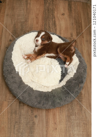 Miniature Australian Shepherd dog is laying on a dog bed Miniature Australian Shepherd dog is laying on a dog bed 121040171
