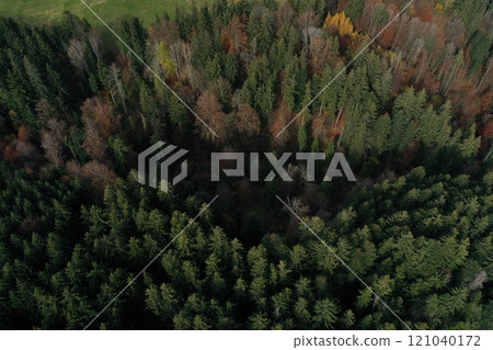 A forest with trees in various stages of growth A forest with trees in various stages of growth 121040172