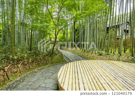 Izu Shuzenji Bamboo Forest Path, Izu City, Shizuoka Prefecture Izu Shuzenji Bamboo Forest Path, Izu City, Shizuoka Prefecture 121040179