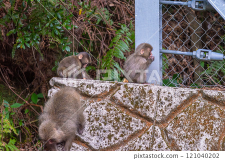 A group of Yakuza monkeys foraging on the Yakushima Island in the Offshore Alps (Autumn) 121040202