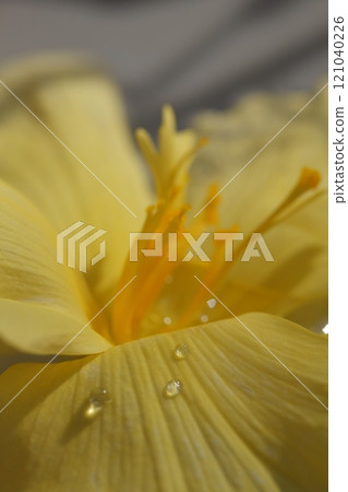 Yellow begonia flowers and raindrops 121040226