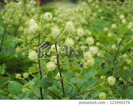 Udo no Hana 121040278