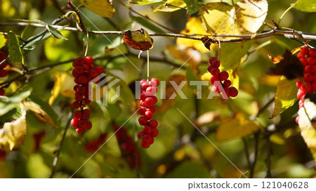 Bright red fruit of autumn: Korean Schisandra Bright red fruit of autumn: Korean Schisandra 121040628