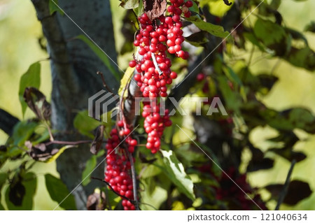 Bright red fruit of autumn: Korean Schisandra Bright red fruit of autumn: Korean Schisandra 121040634