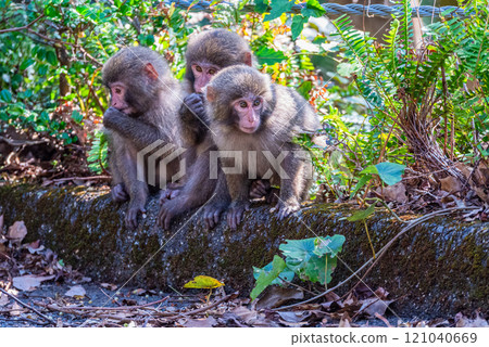 A group of Yakuza monkeys foraging on Yakushima Island, a World Heritage Site (winter) A group of Yakuza monkeys foraging on Yakushima Island, a World Heritage Site (winter) 121040669