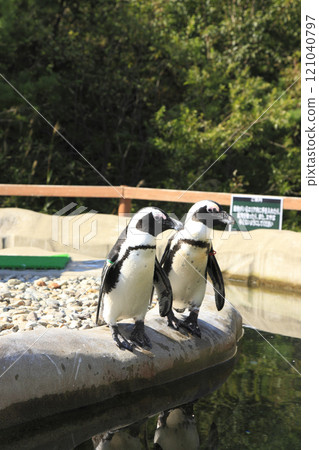 2 Cape Penguins 2 Cape Penguins 121040797
