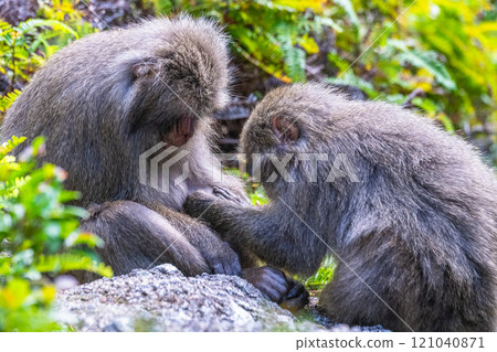 Yakushima World Natural Heritage Monkeys (January) Yakuza monkeys grooming themselves 121040871