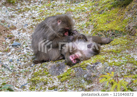 Yakuza monkey grooming World Natural Heritage Yakushima (winter) Yakuza monkey grooming World Natural Heritage Yakushima (winter) 121040872