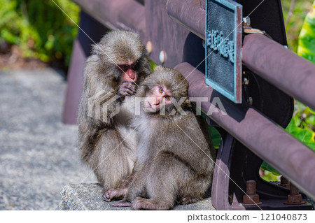 Yakuza monkey grooming World Natural Heritage Yakushima (winter) Yakuza monkey grooming World Natural Heritage Yakushima (winter) 121040873