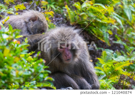 Yakushima World Natural Heritage Monkeys (January) Yakuza monkeys grooming themselves 121040874