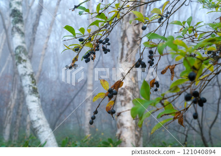 White birch forest of morning mist 121040894