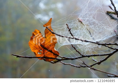 Fallen leaves and spider webs 121040895