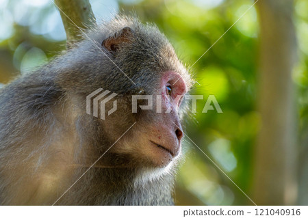 Yakuza monkeys relaxing on Yakushima Island, a World Natural Heritage Site (winter) Yakuza monkeys relaxing on Yakushima Island, a World Natural Heritage Site (winter) 121040916