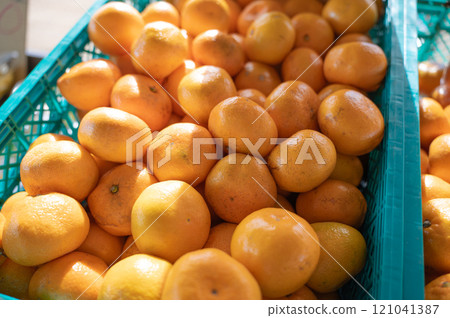 市面上賣的柑橘 121041387