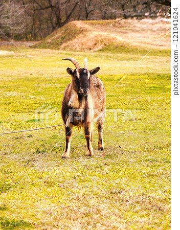 Goat eating grass in the meadow Goat eating grass in the meadow 121041624
