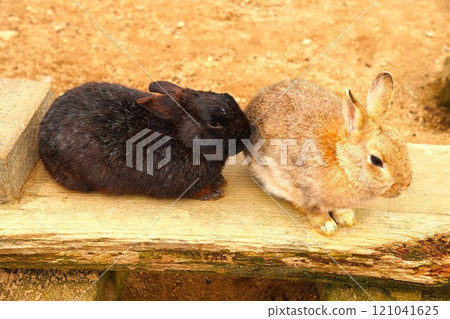 Cute rabbit Cute rabbit 121041625