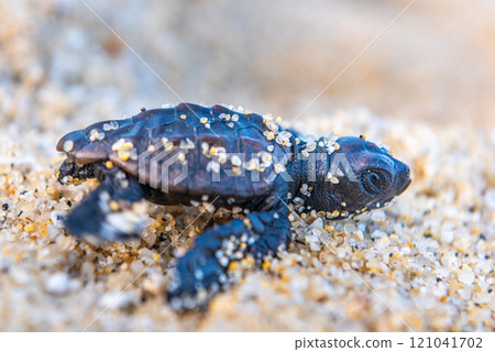 Baby sea turtles - Let's go back to the sea - Nagata Inakahama Yakushima (Summer) Baby sea turtles - Let's go back to the sea - Nagata Inakahama Yakushima (Summer) 121041702