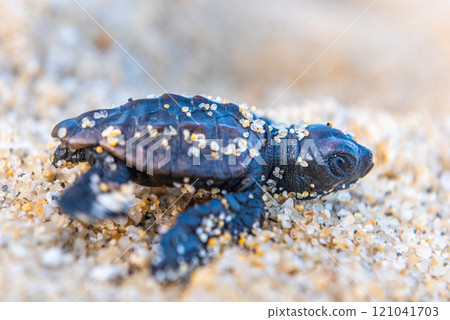 小海龜們~回到大海吧~永田稻中浜屋久島(夏) 小海龜們~回到大海吧~永田稻中浜屋久島(夏) 121041703