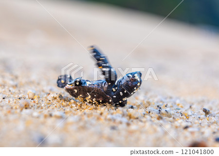 A baby sea turtle in the Yakushima Offshore Alps (August) flipped over 121041800