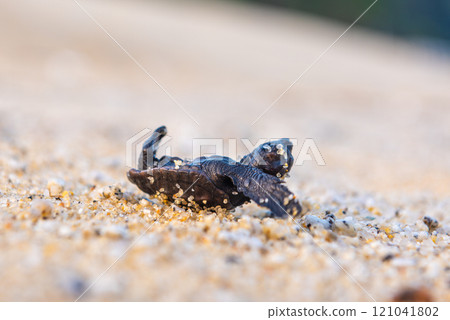 小海龜在永田稻中濱屋久島上空翻騰（夏季） 121041802