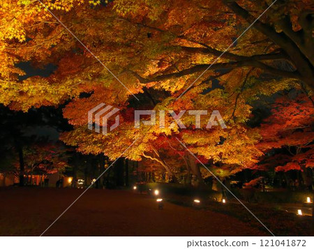 Beautiful illuminated autumn leaves Natural scenery (December 2024) 121041872