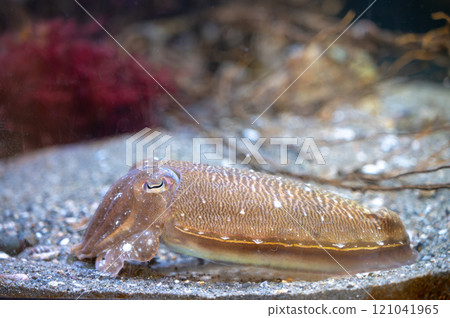 墨魚、墨魚、墨魚 墨魚、墨魚、墨魚 121041965