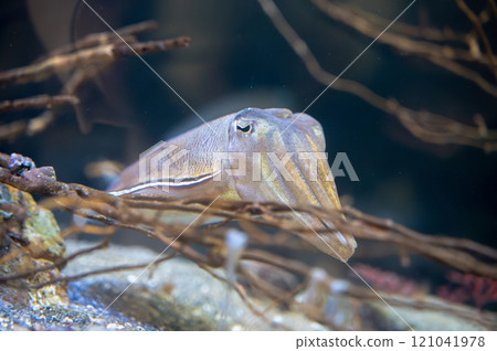 墨魚、墨魚、墨魚 墨魚、墨魚、墨魚 121041978
