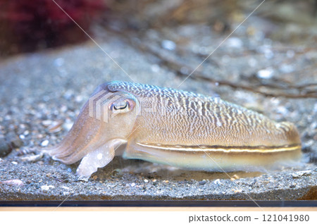 墨魚、墨魚、墨魚 墨魚、墨魚、墨魚 121041980