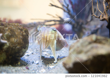 墨魚、墨魚、墨魚 墨魚、墨魚、墨魚 121041982