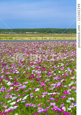  Cosmos field 121042149