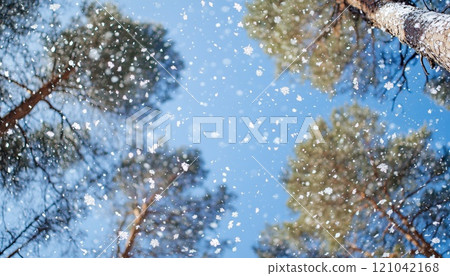 Stunning Winter Scene: Snow-Covered Forest With Softly Falling Snowflakes Under A Clear Blue Sky In Wide Panoramic View. 121042168