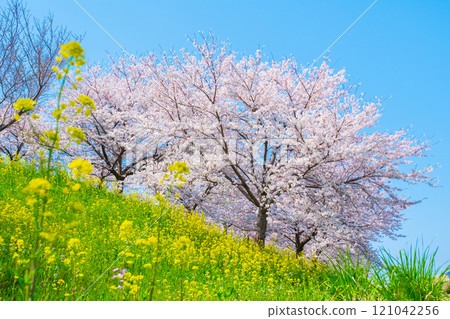 Cherry blossoms and rape blossoms (at the Okawazu Canal Cherry Blossom Line) 121042256