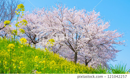 Cherry blossoms and rape blossoms (at the Okawazu Canal Cherry Blossom Line) 121042257