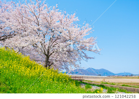 大河津分水嶺櫻花樹和彌彥山 大河津分水嶺櫻花樹和彌彥山 121042258