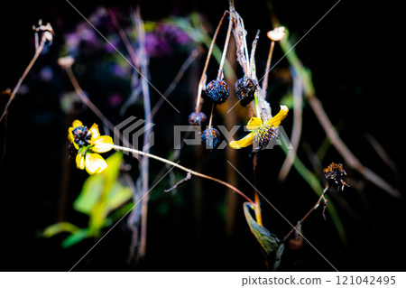 枯萎的黃色花朵 121042495