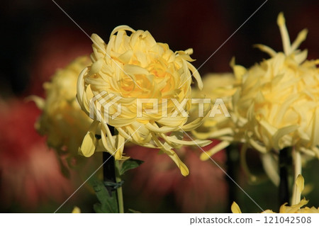 Edo chrysanthemum, chrysanthemum flower, ornamental flower 121042508