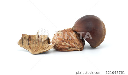Nature's Beauty Macro Chestnut and Shell Isolated on White Background 121042761