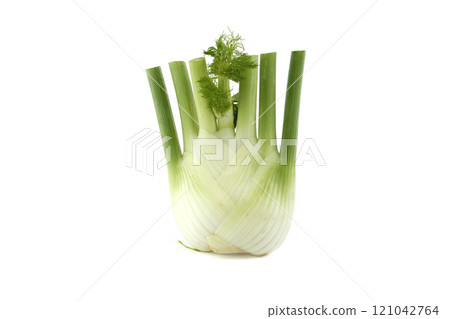 Close-Up Image Of Fresh Fennel Bulb Isolated On White Background 121042764