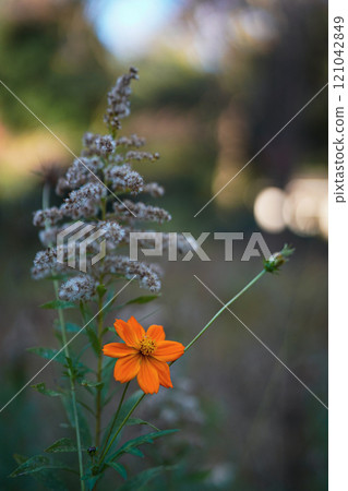 橙花 121042849