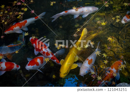 Elegant swimming carp 121043251