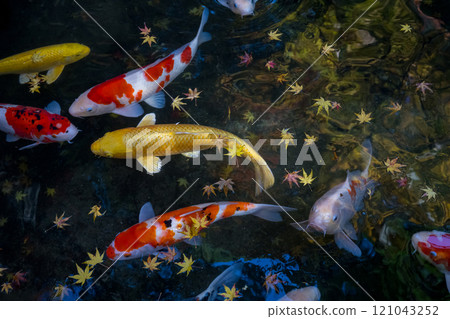 Elegant swimming carp 121043252