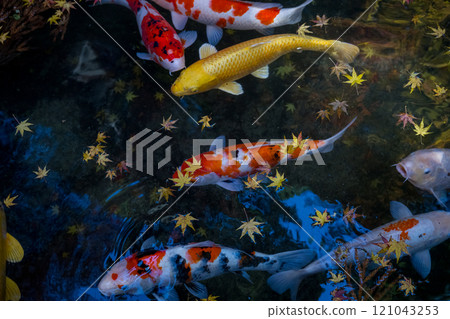Elegant swimming carp Elegant swimming carp 121043253