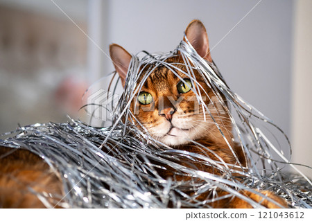 Bengal cat wrapped in shiny silver tinsel. Festive playful pets concepts. 121043612