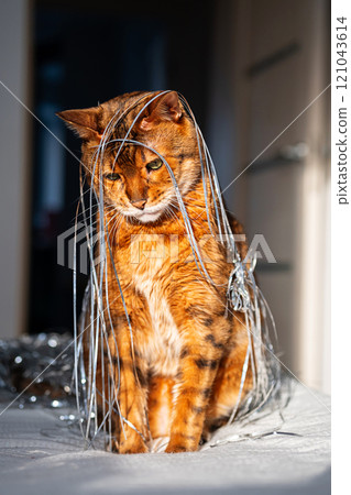Domestic cat covered in silver tinsel, sitting in sunlight, creating playful and cute scene. Domestic cat covered in silver tinsel, sitting in sunlight, creating playful and cute scene. 121043614