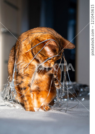 Domestic cat covered in silver tinsel, sitting in sunlight, creating playful and cute scene. Domestic cat covered in silver tinsel, sitting in sunlight, creating playful and cute scene. 121043615