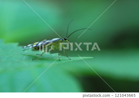 Scorpion fly Scorpion fly 121043665