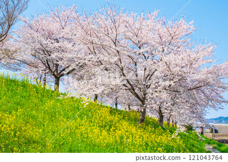 櫻花、油菜花（大川津分水嶺櫻花線） 121043764