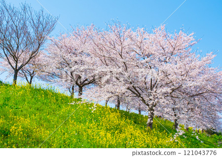 Cherry blossoms and rape blossoms (at the Okawazu Canal Cherry Blossom Line) Cherry blossoms and rape blossoms (at the Okawazu Canal Cherry Blossom Line) 121043776